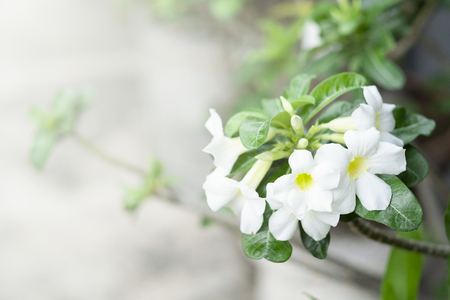 beautiful white flowersの写真素材