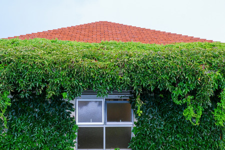 The building is covered with plants with an open window and flowers. Cozy atmosphere of a house, Window in a wall completely covered in green vineの写真素材