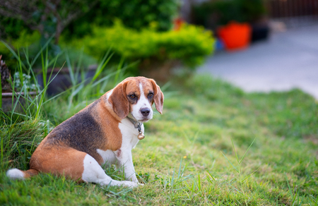 Beagle puppy sitting on green grass, Portrait cute Beagle dogの写真素材