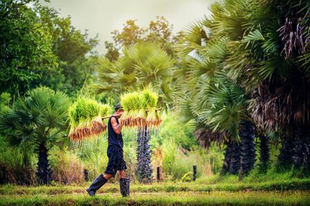 Rice farming, Farmers grow rice in the rainy season local country thailandの写真素材