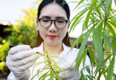Portrait of doctor checking and analizing hemp plants, Marijuana research, cbd oil, Concept of...