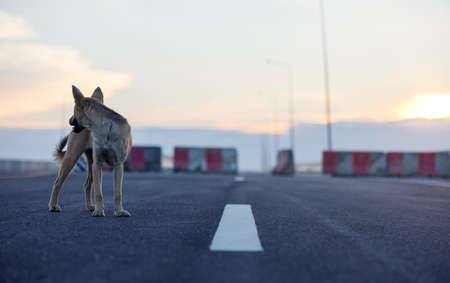 Outdoors on a dirt road, a dog stands on a footpath during sunset.
