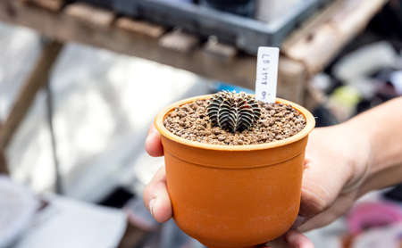 Hand of a woman holding a cactus pot. Close-up of a woman gardener transplanting succulents into a...