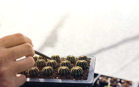 Hand of a woman holding a cactus pot. Close-up of a woman gardener transplanting succulents into a glass vase to create a botanic florarium.の写真素材