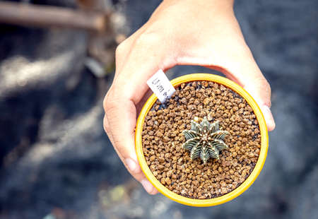 Hand of a woman holding a cactus pot. Close-up of a woman gardener transplanting succulents into a glass vase to create a botanic florarium.の写真素材