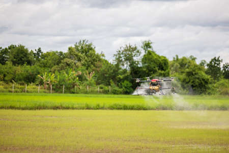 Agriculture drones fly over rice fields sprinkling fertilizer, High-resolution photographs of industrial drones spraying chemicals on rice paddies and fieldsの写真素材