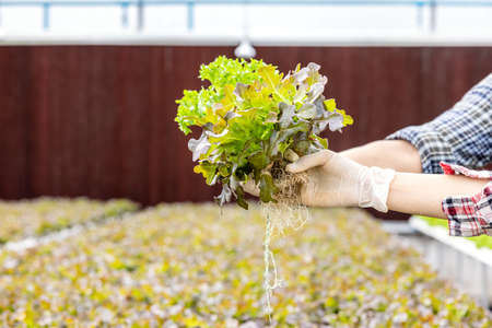In a greenhouse garden nursery farm, a young asian couple farmer harvests fresh green oak lettuce salad, an organic hydroponic crop.の写真素材
