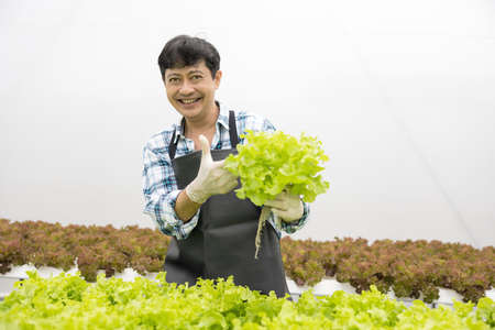 Happy asian farmer in the farm salad producing garden hydroponically without soil agricultural in the greenhouse organic for health foodの写真素材