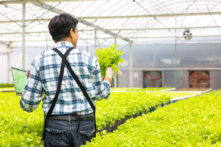 In a greenhouse environment, an agricultural researcher examines plants with a laptop computer while...