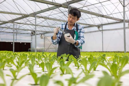 Working at a greenhouse nursery, Agronomic business concept In the greenhouse, an elderly man is...