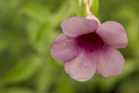 flowerの写真素材