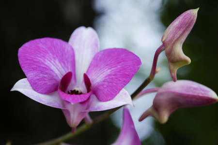 flowerの写真素材