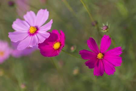 flowerの写真素材