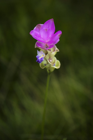 flowerの写真素材