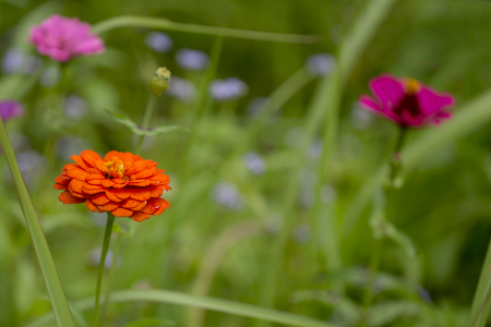flowerの写真素材