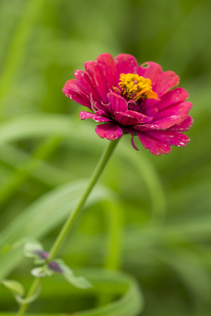 flowerの写真素材
