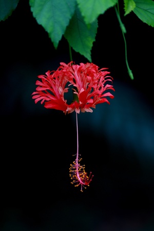 Red Hibiscusの写真素材