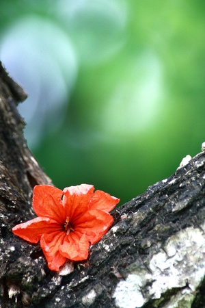 Orange Flowerの写真素材