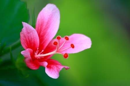 Pink Hibiscusの写真素材