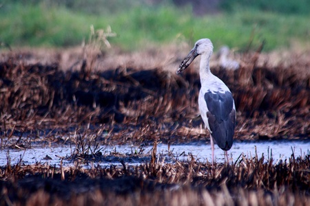 Asian openbillの写真素材