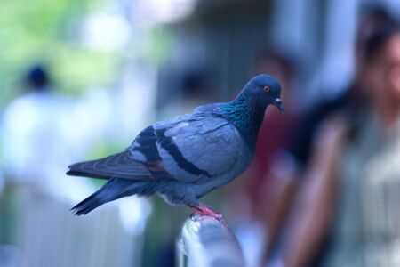 Pigeon