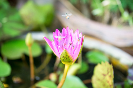 Consumed ,Pink Lotusの写真素材