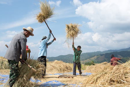 Thailand farmer, threshing, sky, mountains, clouds, grain rice, stack, mountain farmers.のeditorial素材