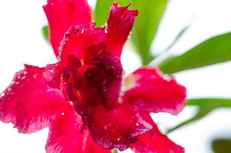 Azalea flower dew morning sun shines.