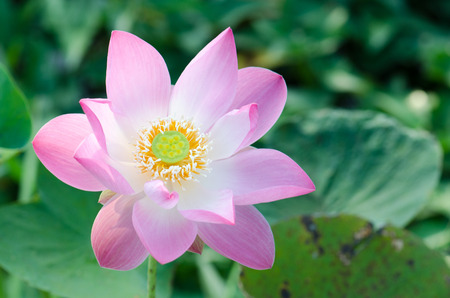 White lotus bloom in the pond, beautiful mountain views.の写真素材