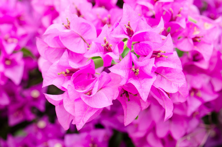 Bougainvillea flowers Beautiful mountain views and beautiful blue finders.