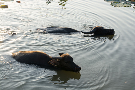 Buffalo floating water during cold play Cool fun in the swamps and thickets lotus leaf.