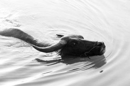 Buffalo floating water during cold play Cool fun in the swamps and thickets lotus leaf.の写真素材