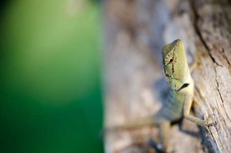 One warm morning sun Thailand lizard on a branch happily. The beautiful background blur and bokeh.の写真素材