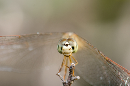 Dragonfly wings spread perched on a branch mid-air and sunshine background blur.の写真素材
