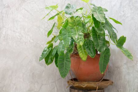 Trees in pots placed beside a concrete wall in rough bathrooms beautiful and relaxing.の写真素材