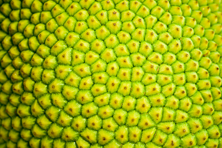 The color and pattern on the shell of raw wood.の写真素材