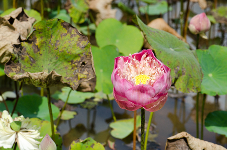 Dried lotus death Central swamps sun burn.の写真素材
