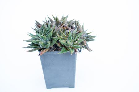 Haworthia beautiful condensation on the back burner .の写真素材
