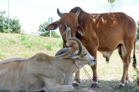 Two cows tease snuggle together in the shade to avoid heat of the middle of the field.の写真素材