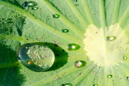 Dew on a lotus leafの写真素材