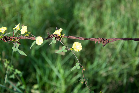 Thousands of yellow flowers on old rusty barbed wire.の写真素材