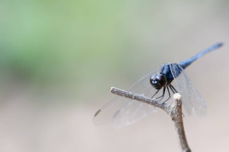 Dragonfly wings perched on twigs warm sunshine.の写真素材