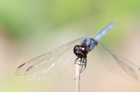 Dragonfly wings perched on twigs warm sunshine.の写真素材