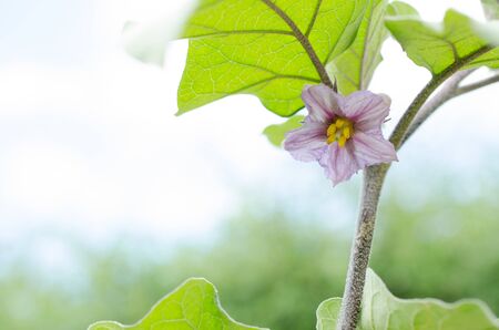 Eggplant flower bloom beautiful mature trees grow naturally clean.の写真素材