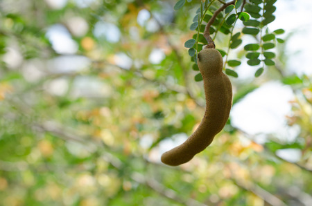 Tamarind tree blooming and bountiful natural, chemical-free and clean.の写真素材