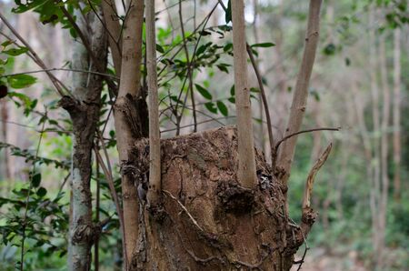 Siamese Rosewood cut stump in the woods. It seeks an OT ramification up.の写真素材
