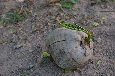 There was a small coconut tree on dried fruit. Laying on the floor awaiting adoption planted into the ground.の写真素材