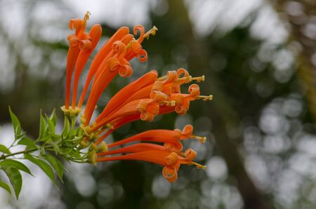 Orange trumpet, Flame flower, Fire-cracker vine leaf on a tree. Cut orange flower with beautiful...