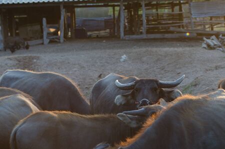 Buffalo grass was living morning. Sun gold on the farm happily.の写真素材