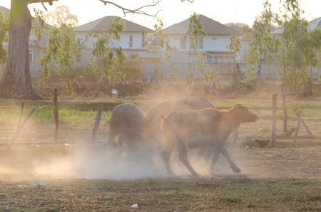 Elwyn young buffalo butt tease out some fun in the sun, golden dawn. Spread in a dusty farm.の写真素材
